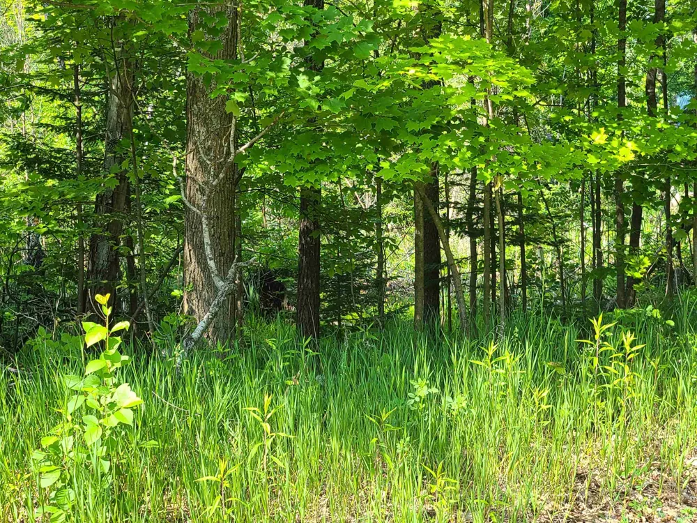 1281 W Trask Lake Road Millen Township, MI 48705