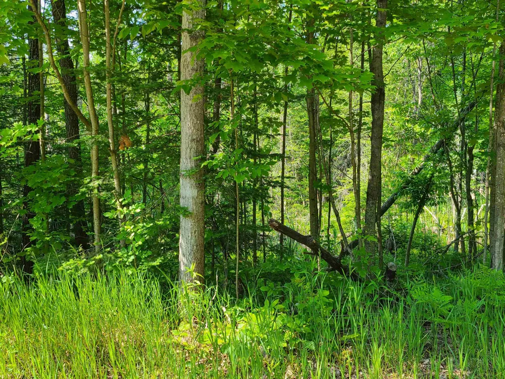 1281 W Trask Lake Road Millen Township, MI 48705