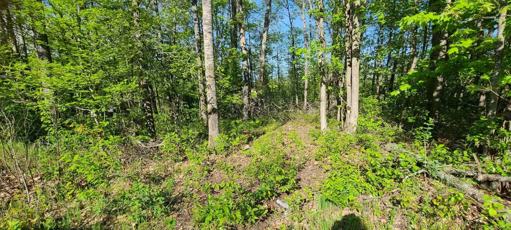 Montana Street Millen Township, MI 48705