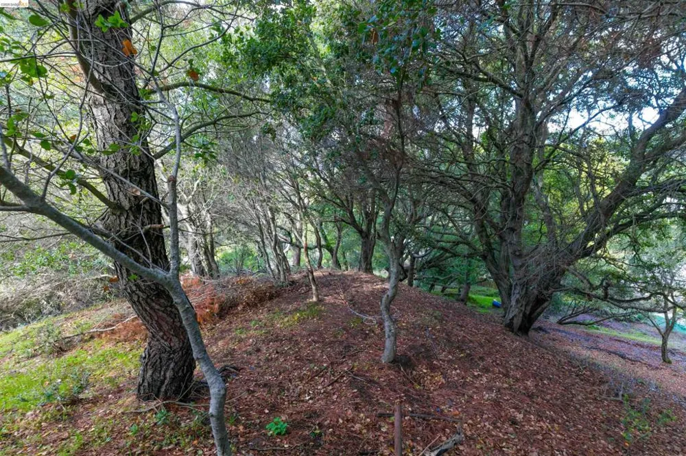 20 Lucille Way Orinda, CA 94563