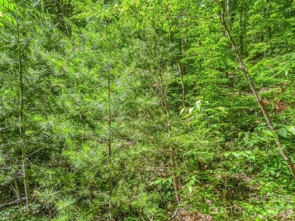 21 Wits End Trail Swannanoa, NC 28778