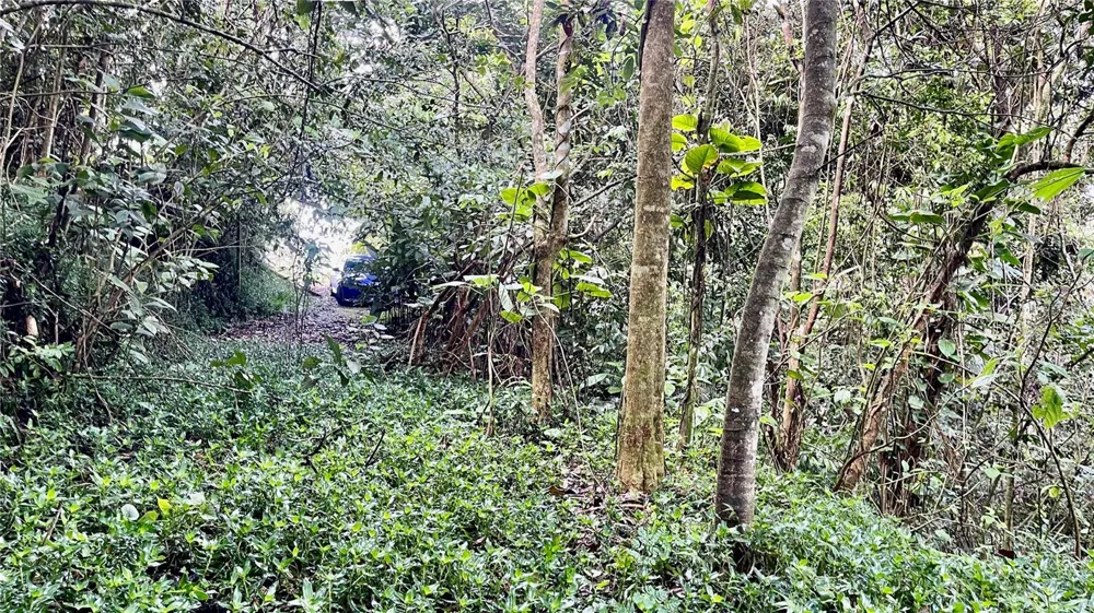 718 BO. PASTO ROAD Aibonito, PR 00705