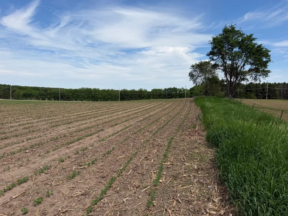 tbd 31st Avenue NW Oronoco, MN 55960