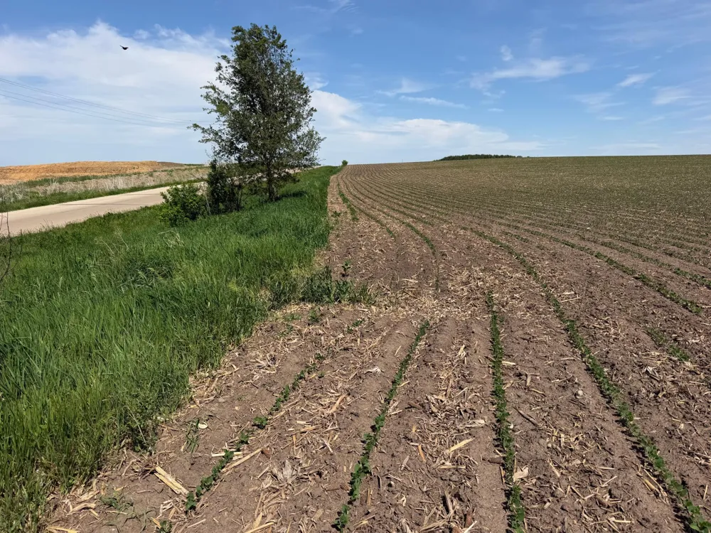 tbd 31st Avenue NW Oronoco, MN 55960
