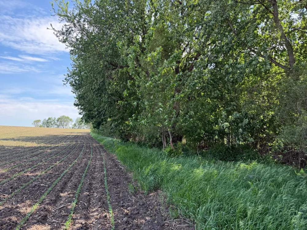 tbd 31st Avenue NW Oronoco, MN 55960