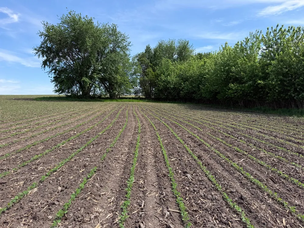 tbd 31st Avenue NW Oronoco, MN 55960
