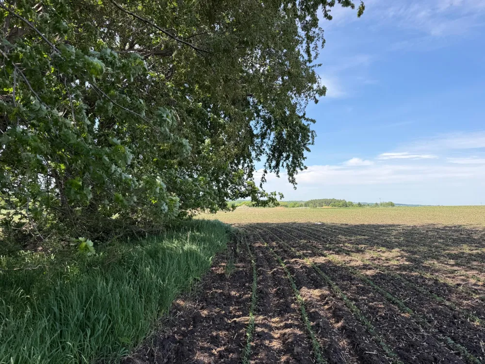 tbd 31st Avenue NW Oronoco, MN 55960