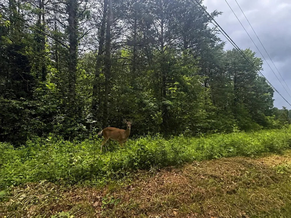 Vander Ferguson Road Graysville, TN 37338