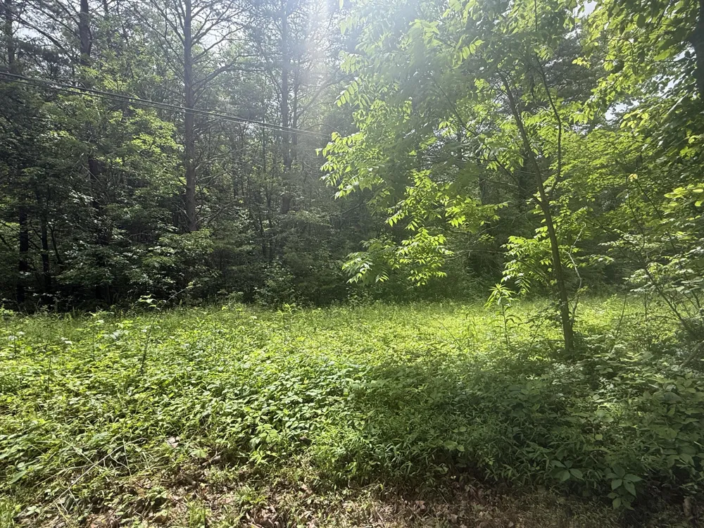 Vander Ferguson Road Graysville, TN 37338