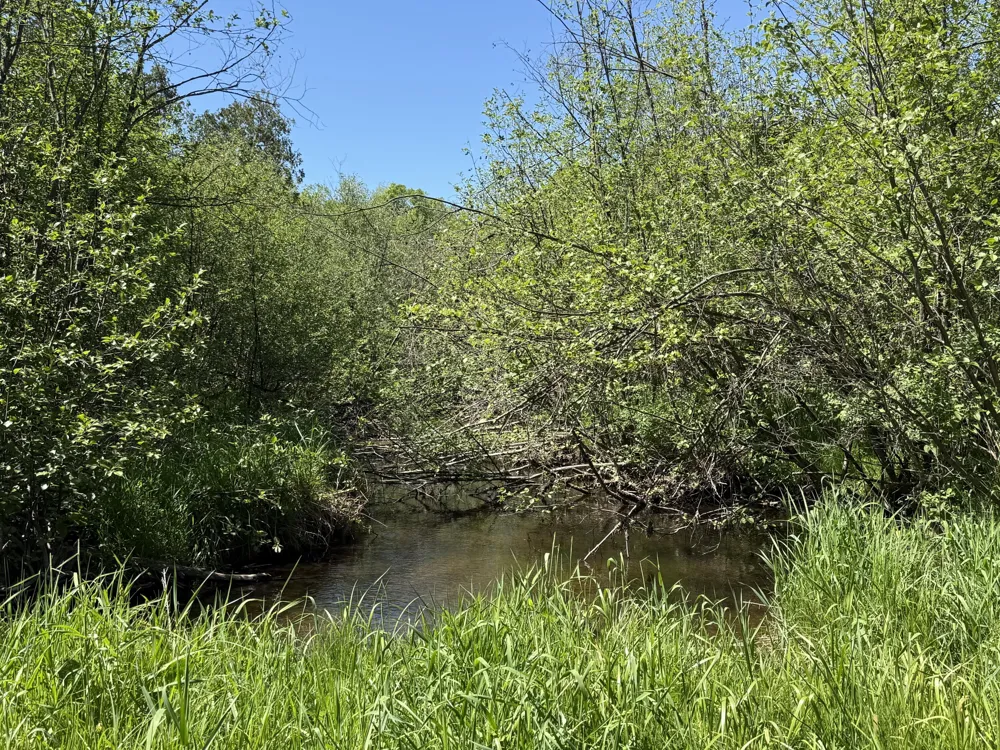 22469 165th Avenue Grant Township, MI 49639
