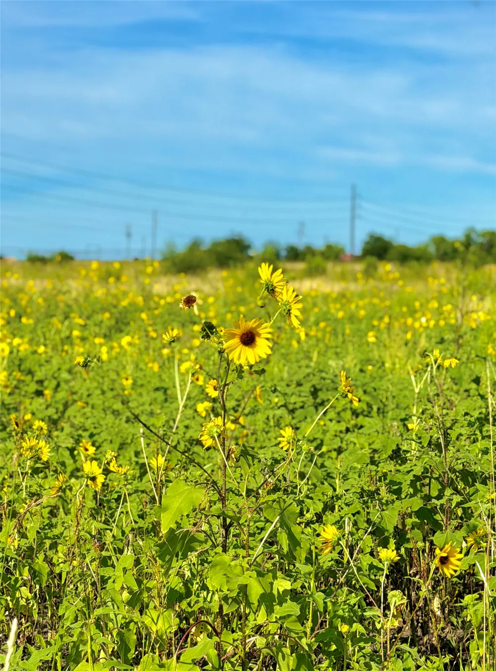 County Road 512 Hondo, TX 78850