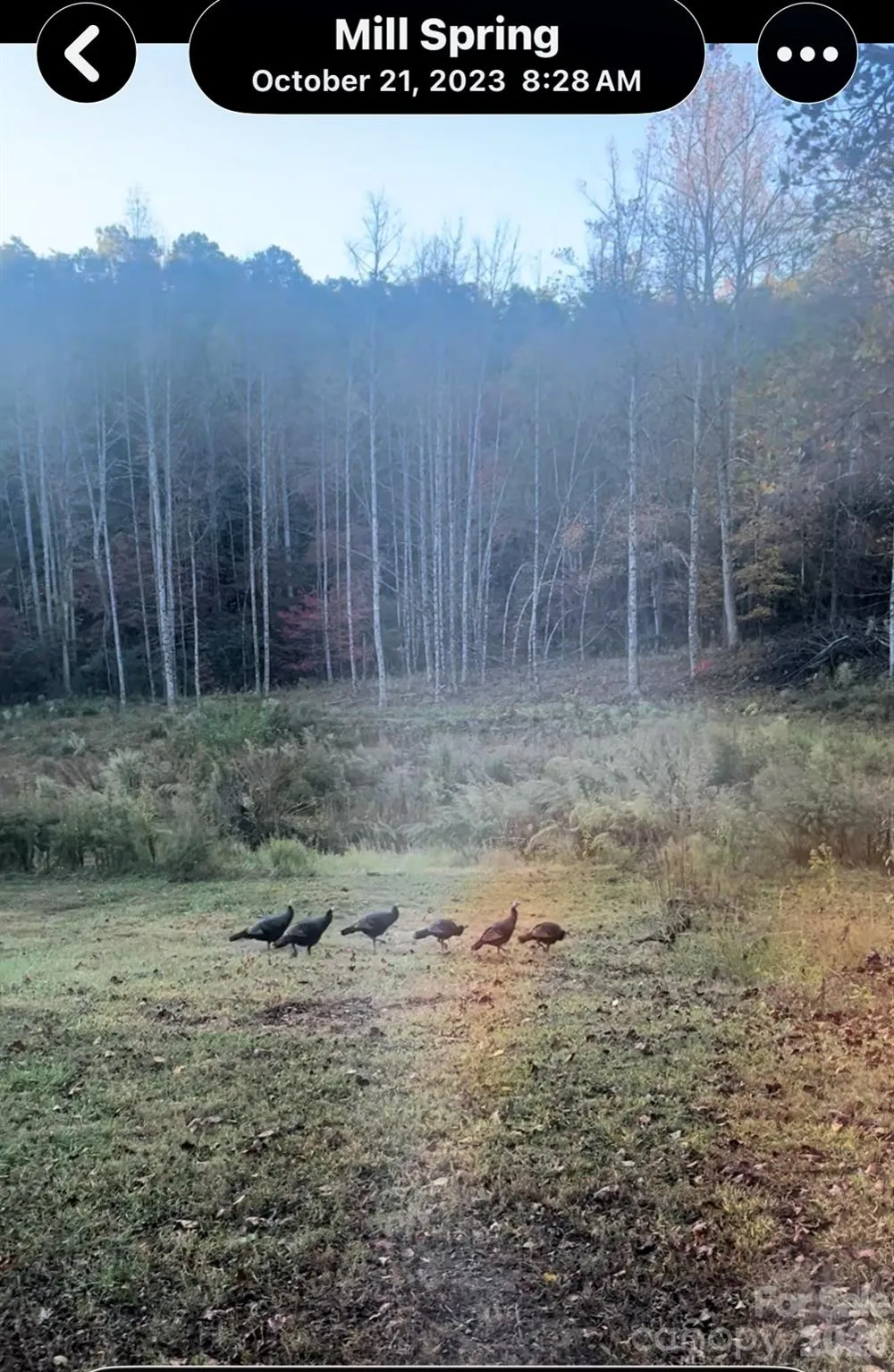 1239 W McGuinn Road Mill Spring, NC 28756