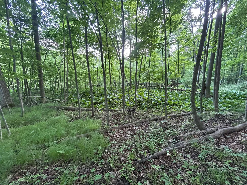 15300 Rome Road Manitou Beach, MI 49253