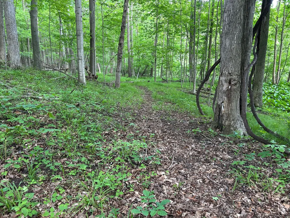 15300 Rome Road Rollin Township, MI 49253