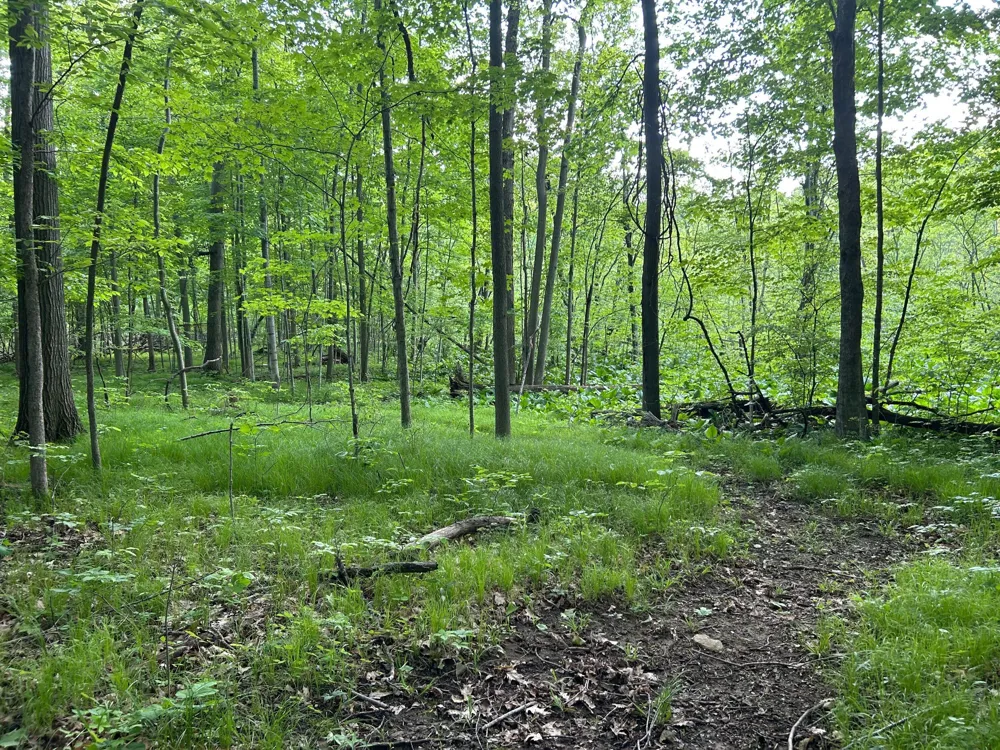 15300 Rome Road Rollin Township, MI 49253