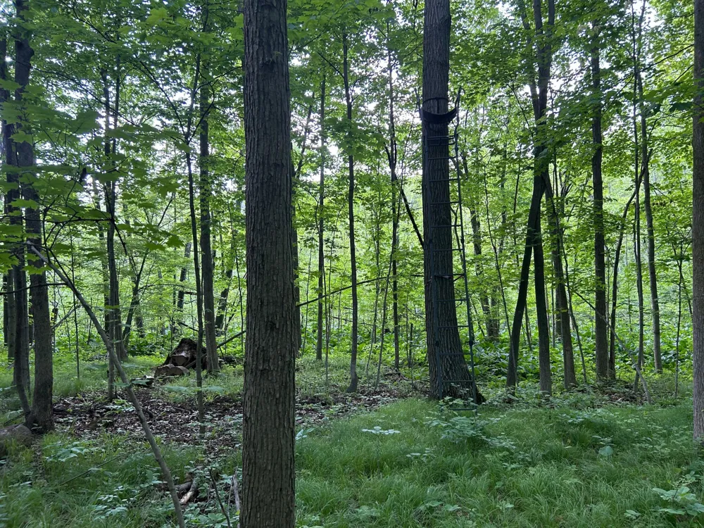 15300 Rome Road Rollin Township, MI 49253
