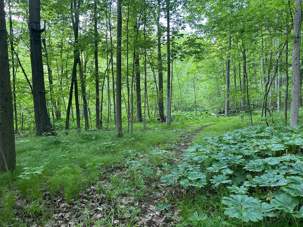 15300 Rome Road Rollin Township, MI 49253
