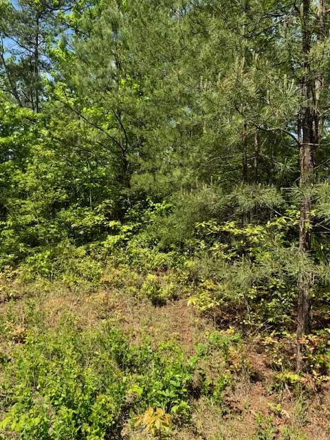 Lot 12 Paradise