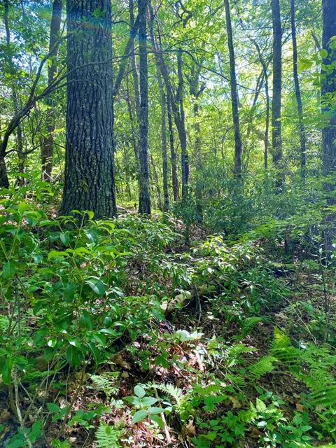 00 Deer Run