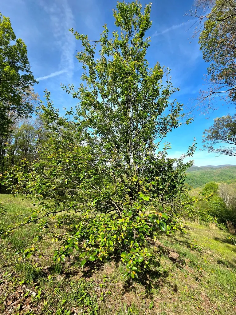 795 Porterfield Gap Road Robbinsville, NC 28771