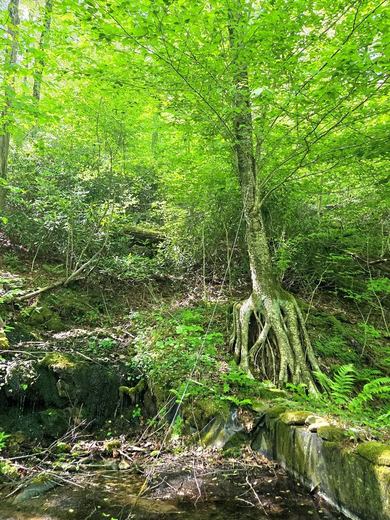 795 Porterfield Gap Road Robbinsville, NC 28771