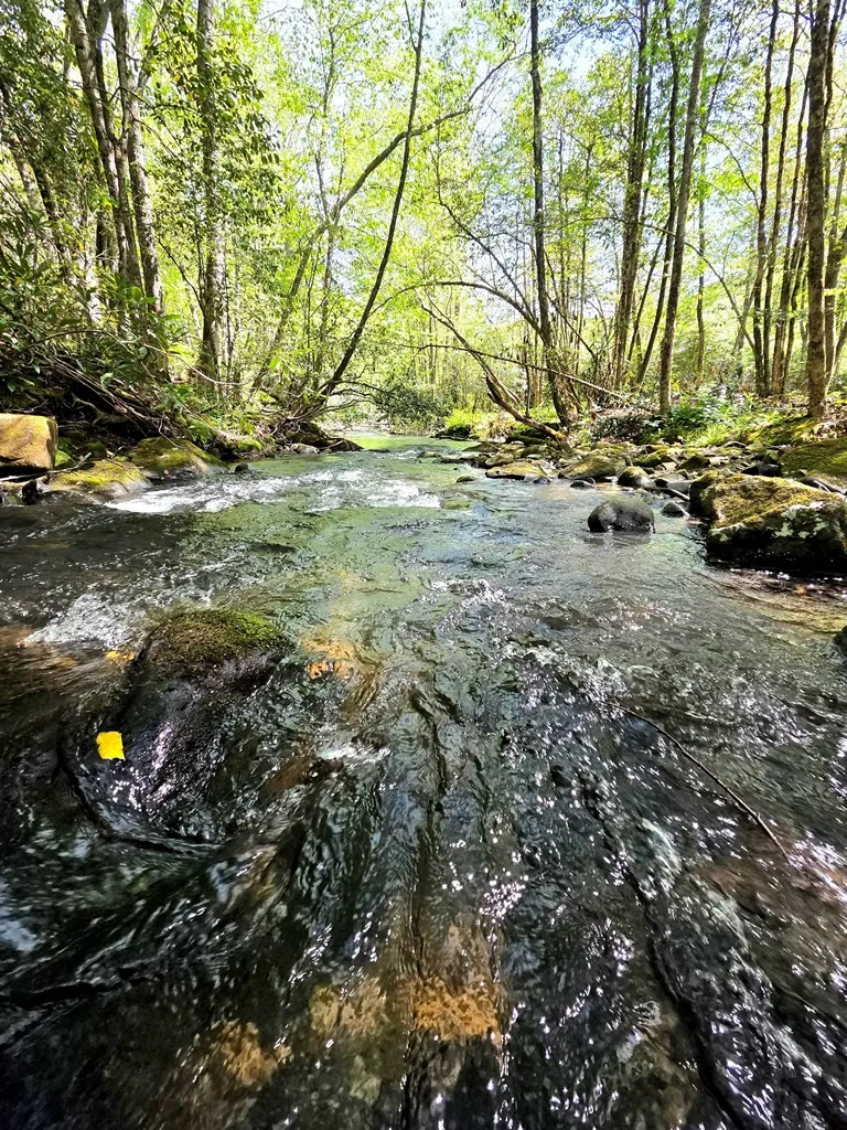 795 Porterfield Gap Road Robbinsville, NC 28771