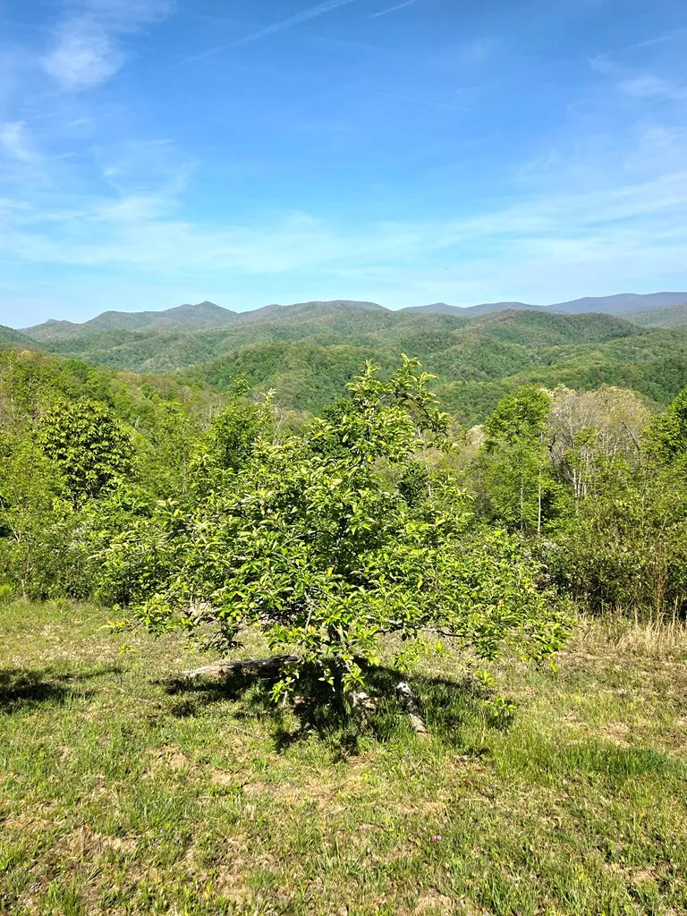 795 Porterfield Gap Road Robbinsville, NC 28771