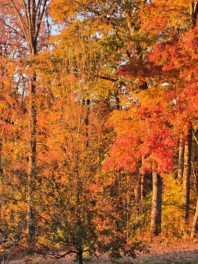 795 Porterfield Gap Road Robbinsville, NC 28771