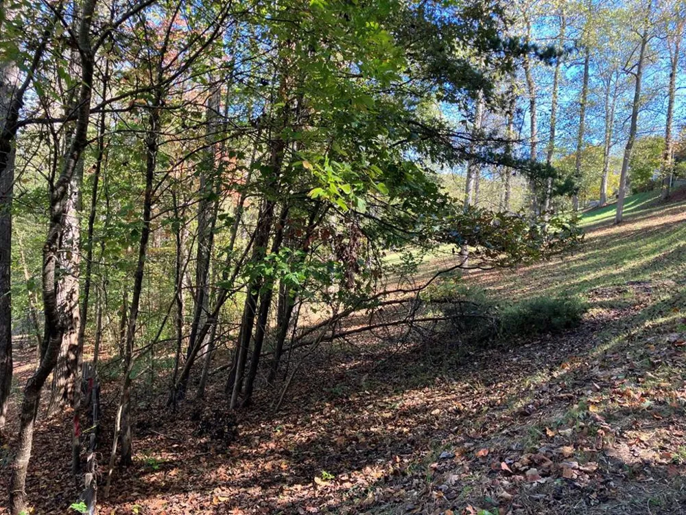 121 White Oak Drive Warne, NC 28909