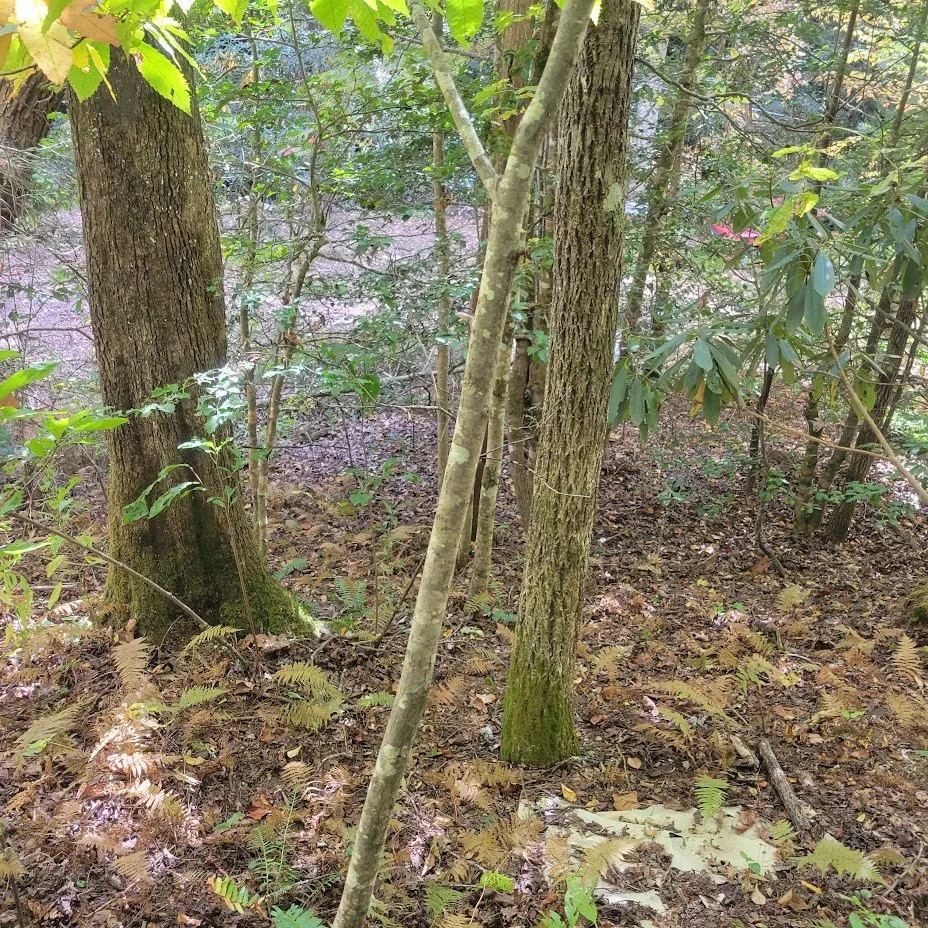 3.38 Long Creek Robbinsville, NC 28771