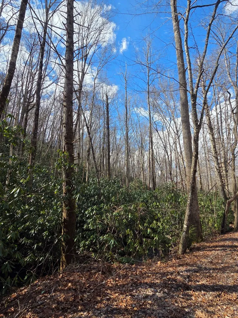 1104 East Mill Creek Road Robbinsville, NC 28771