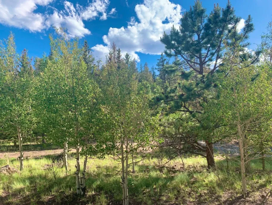 71 Red Cloud Drive Jefferson, CO 80432