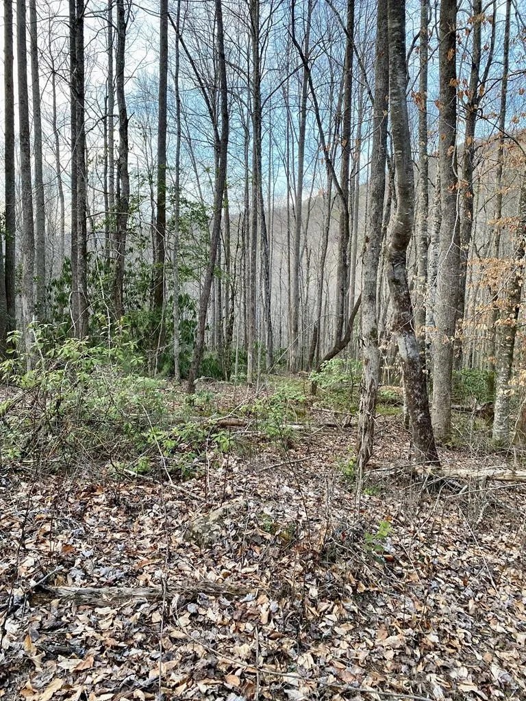 00 Carringer Road Robbinsville, NC 28771