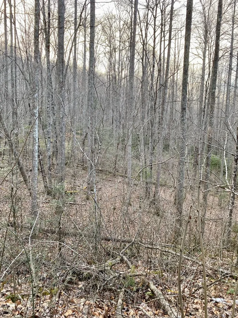 00 Carringer Road Robbinsville, NC 28771