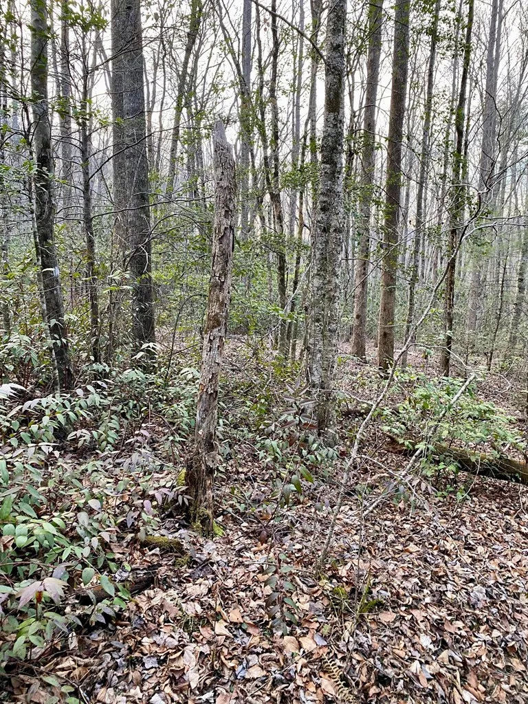 00 Carringer Road Robbinsville, NC 28771