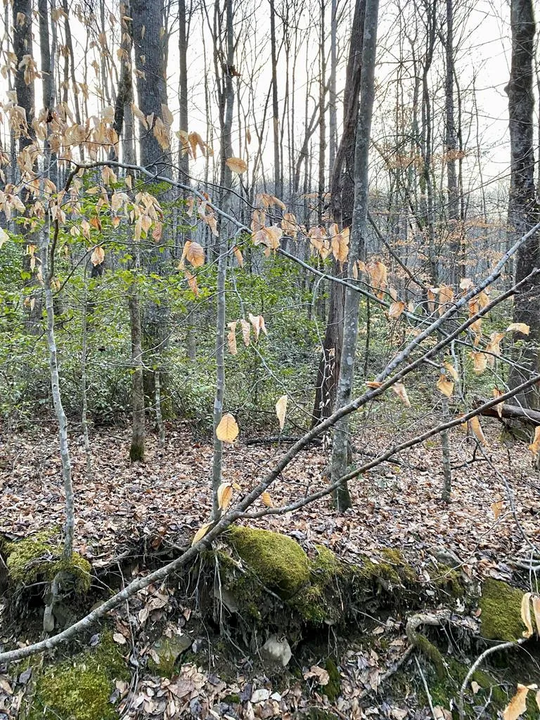 00 Carringer Road Robbinsville, NC 28771