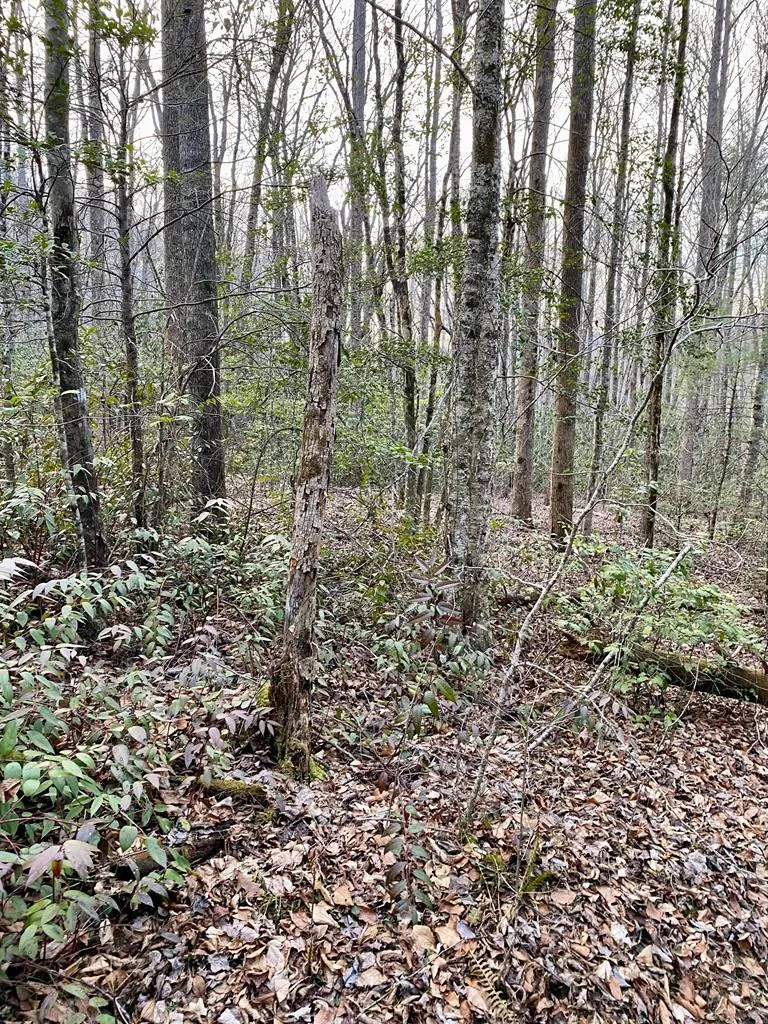 00 Carringer Road Robbinsville, NC 28771