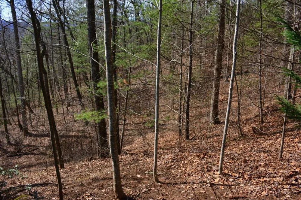 00 Chestnut Ridge Robbinsville, NC 28771