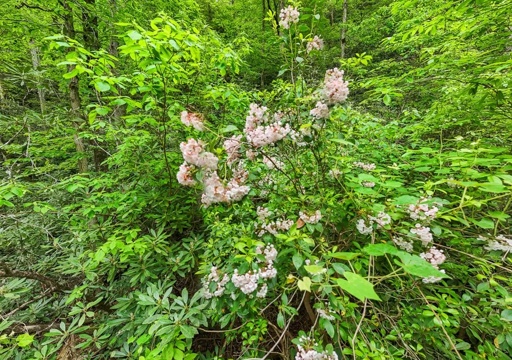 399 Shell Stand Road Almond, NC 28702