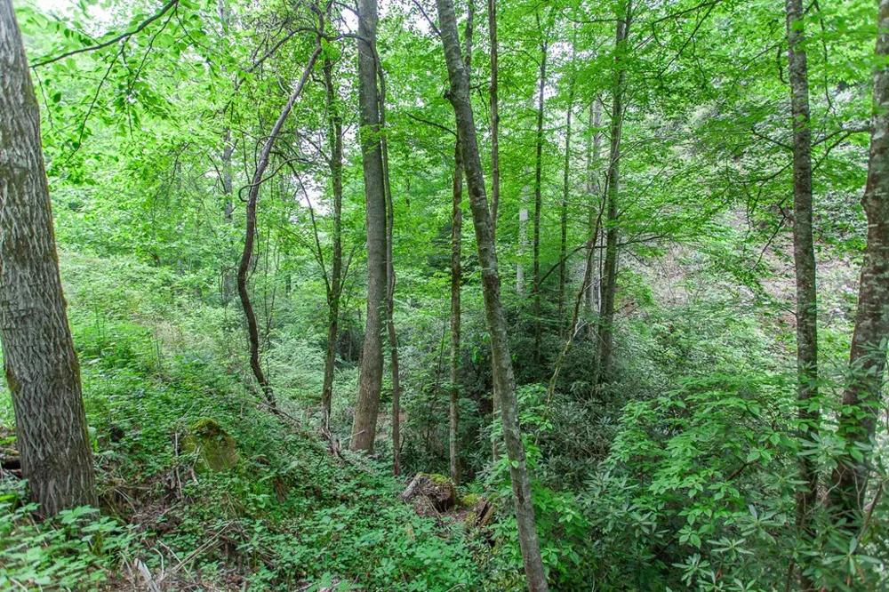 399 Shell Stand Road Almond, NC 28702