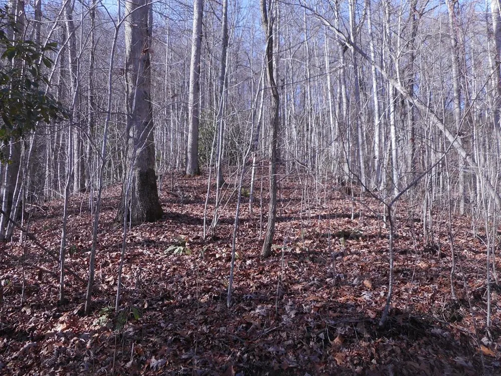 SR 1218 Pinhook Road Robbinsville, NC 28771