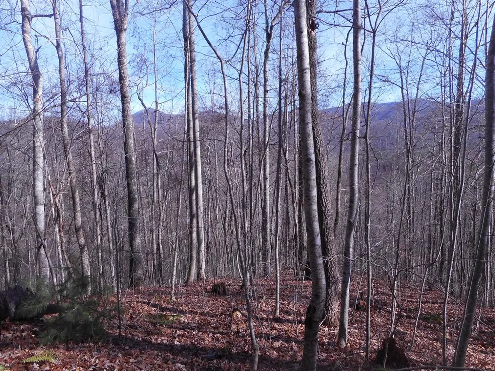 SR 1218 Pinhook Road Robbinsville, NC 28771