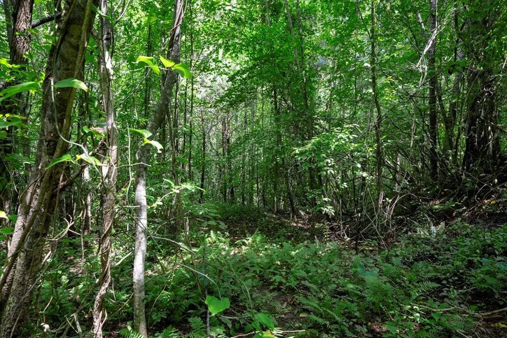 0 E Buffalo Robbinsville, NC 28771