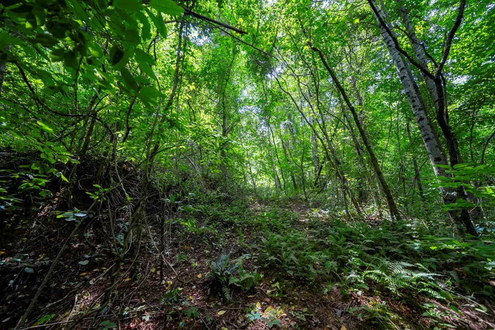 0 E Buffalo Robbinsville, NC 28771