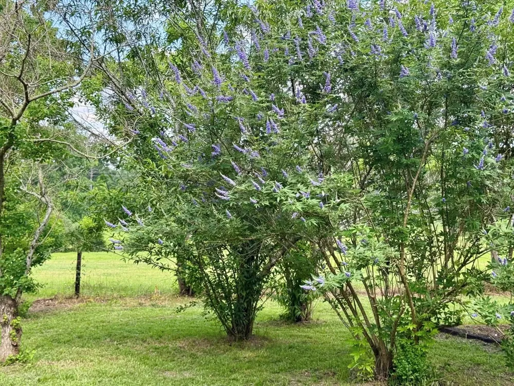 969 County Road 1050 Woodville, TX 75979