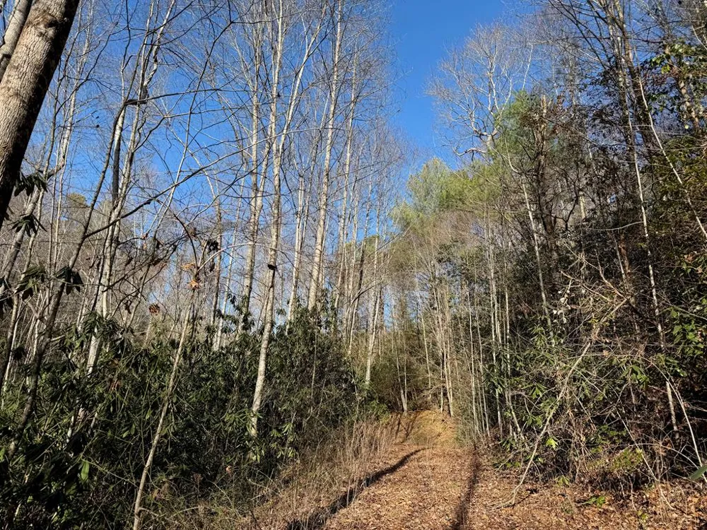 135.49ac Webb Creek Road Andrews, NC 28901