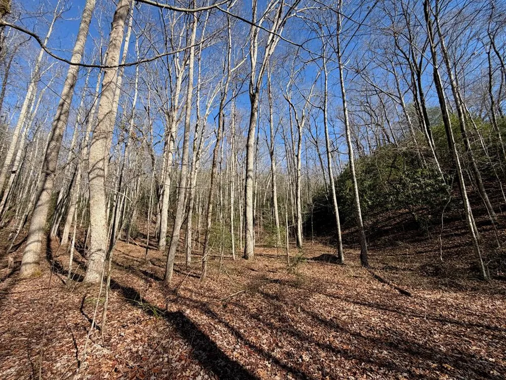 135.49ac Webb Creek Road Andrews, NC 28901