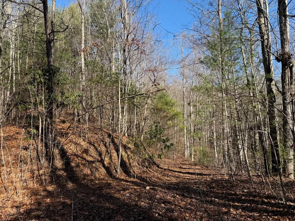 135.49ac Webb Creek Road Andrews, NC 28901