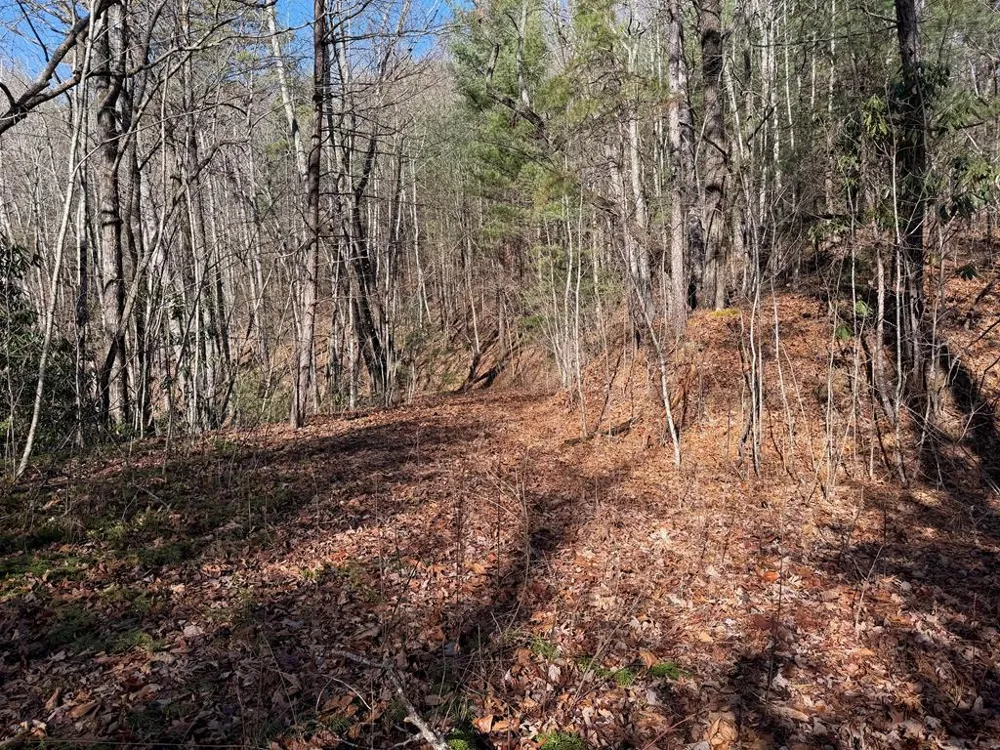 135.49ac Webb Creek Road Andrews, NC 28901