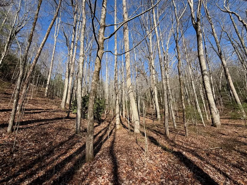 135.49ac Webb Creek Road Andrews, NC 28901